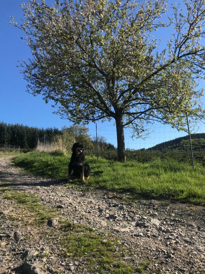 Ortmanns Eulennest Villa Finnentrop Kültér fotó